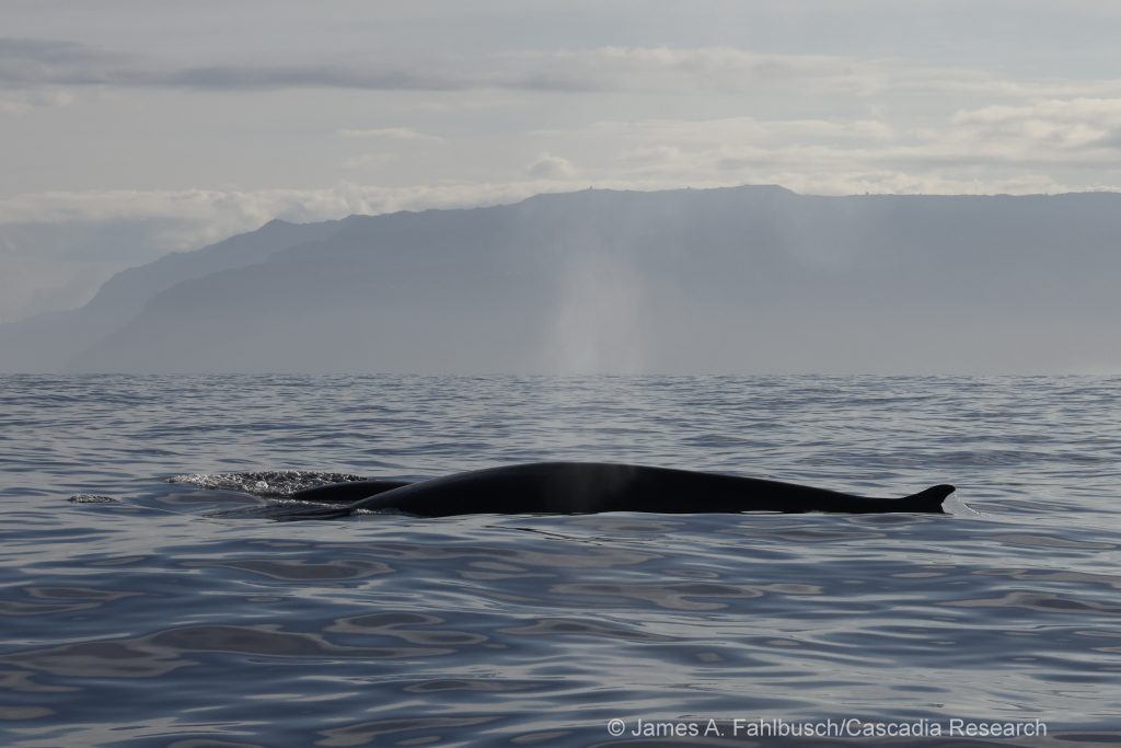 Fin whale off Kaua'i