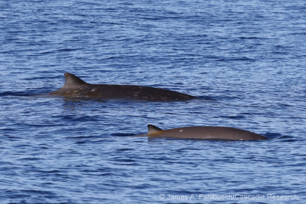 Blainville's beaked whale mother and calf