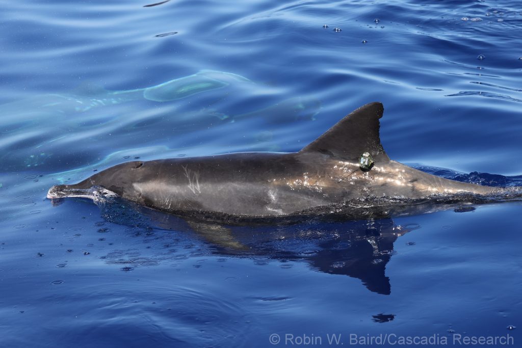 Rough-toothed dolphin with LIMPET tag