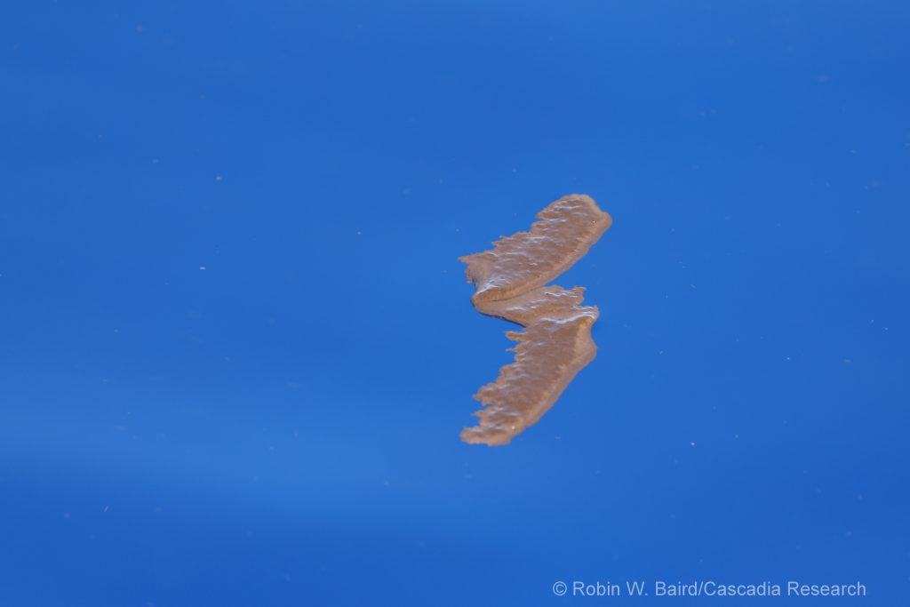 Pilot whale fecal material floating at the surface