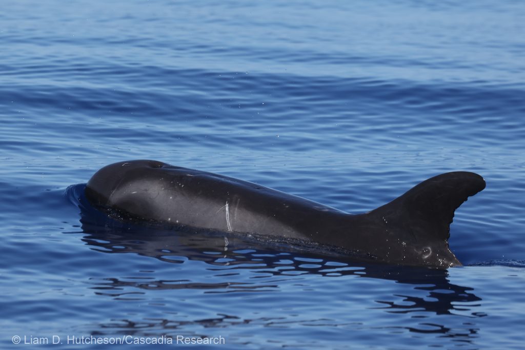 Pygmy killer whale