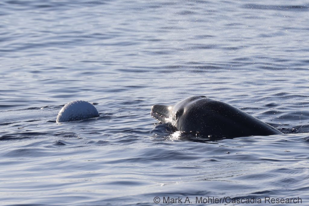 Rough-toothed dolphin and puffer fish