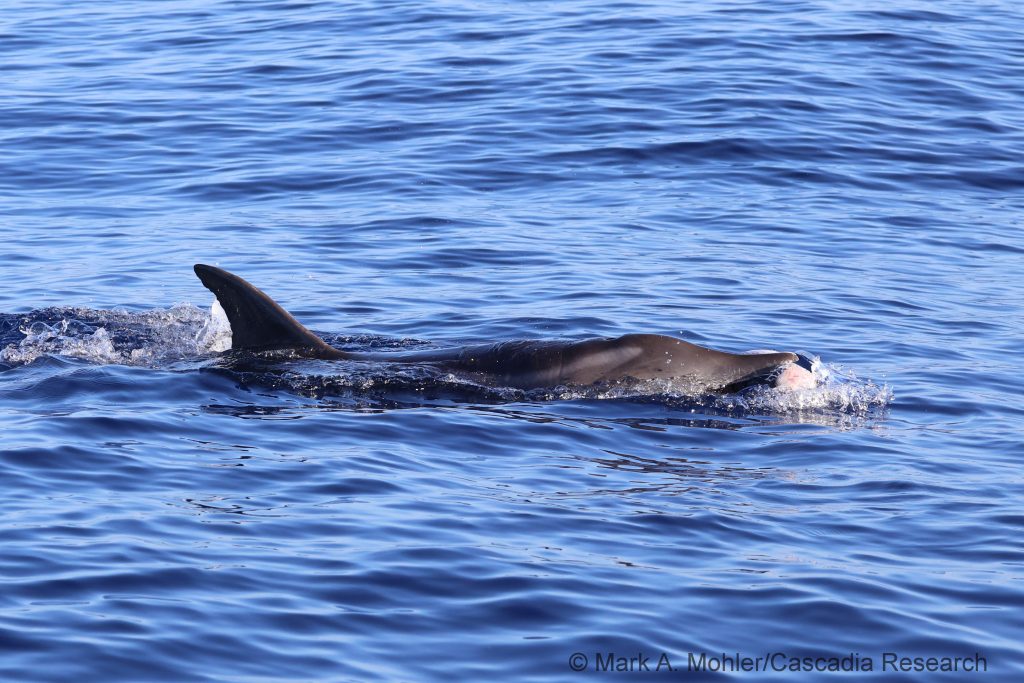 Rough-toothed dolphin and pufferfish