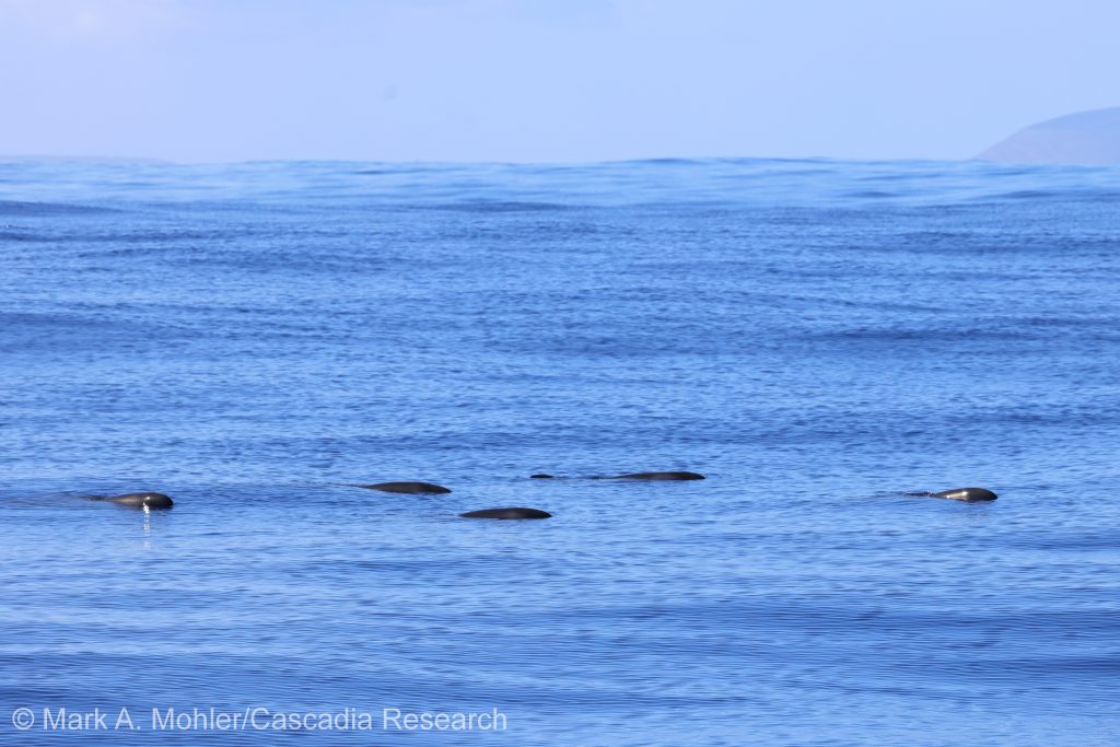 Pygmy killer whales resting at the surface