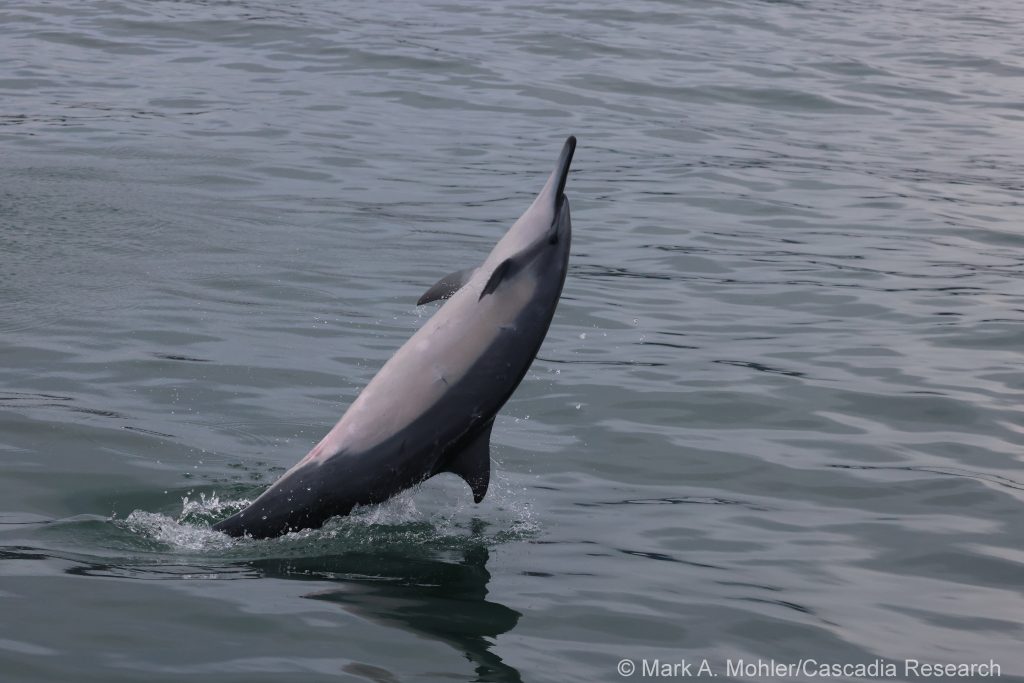 spinner dolphin spinning