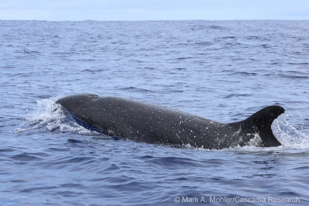 False killer whale off Kaua'i