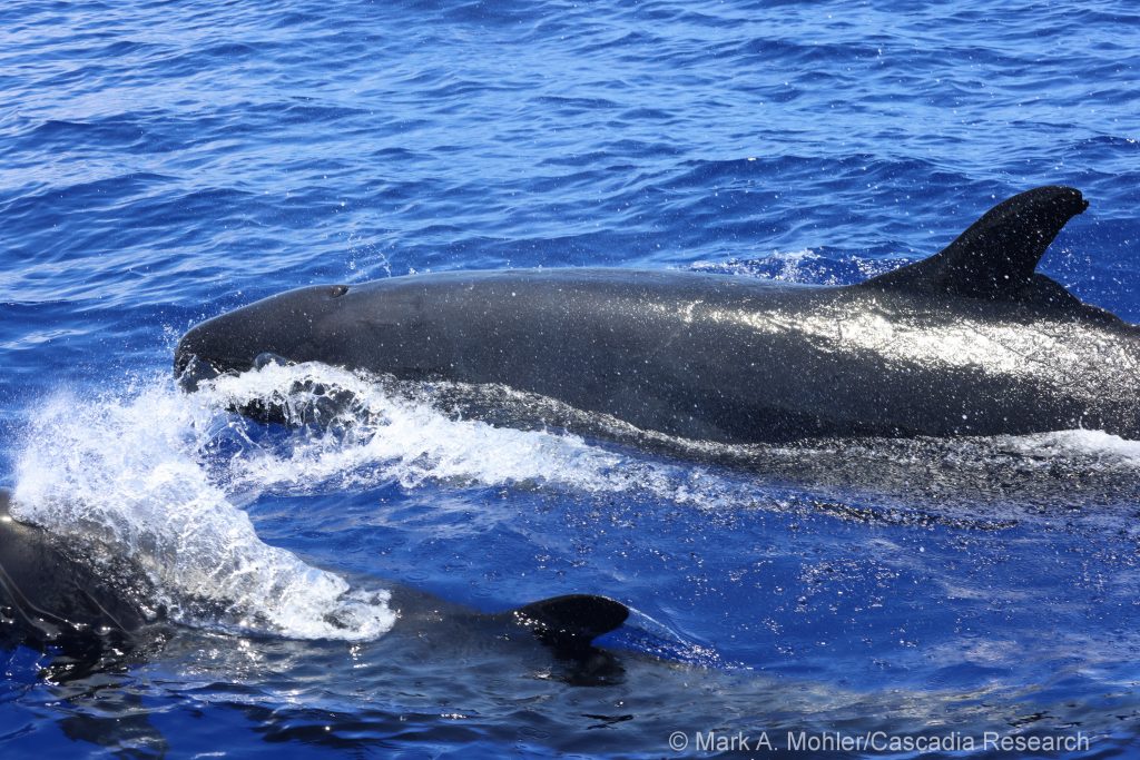 False killer whale