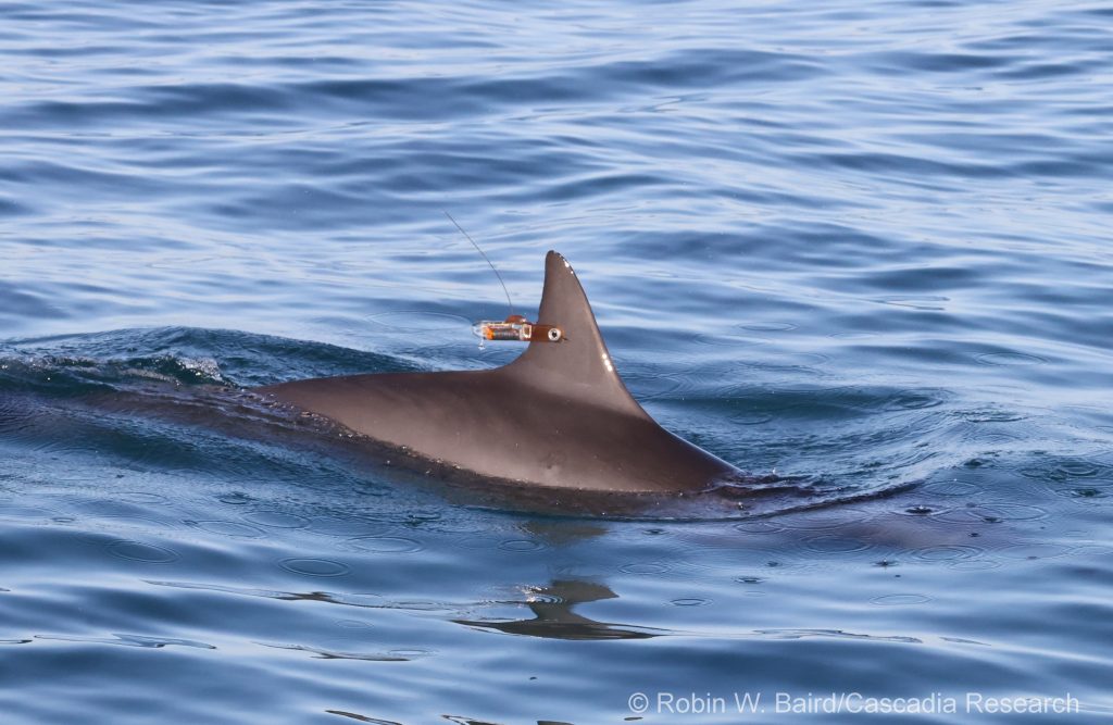 Spinner dolphin with Finmount tag