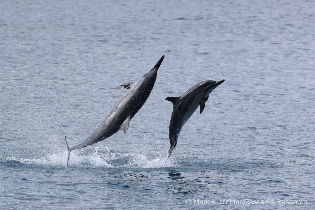 Spinner dolphins spinning to get rid of remoras