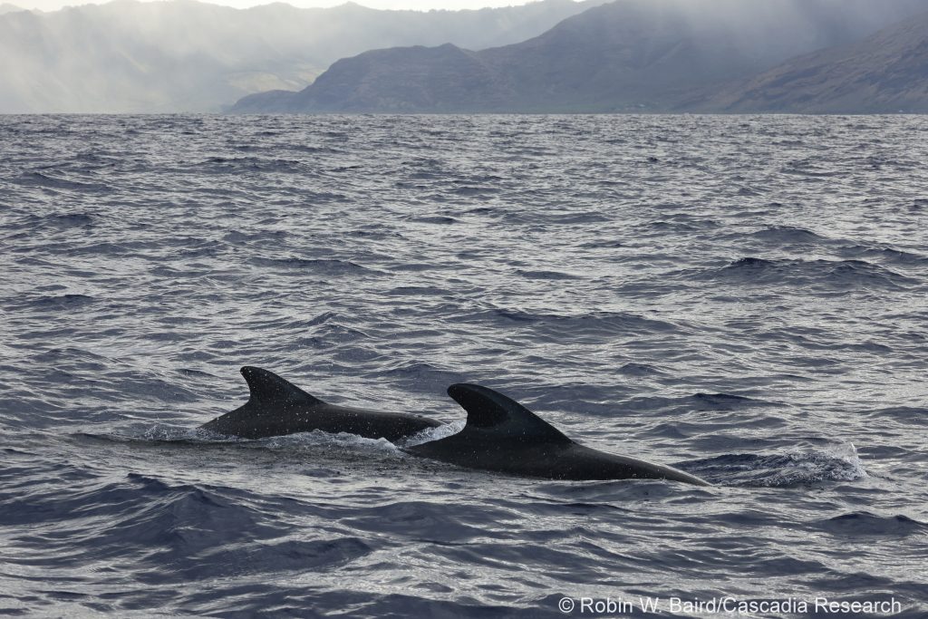 Short-finned pilot whales off Wai'anae
