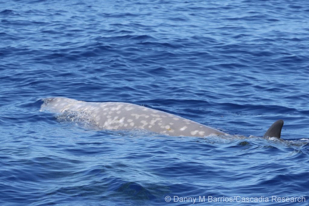 Goose-beaked whale