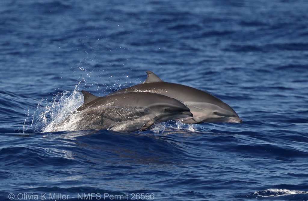 Fraser's dolphins