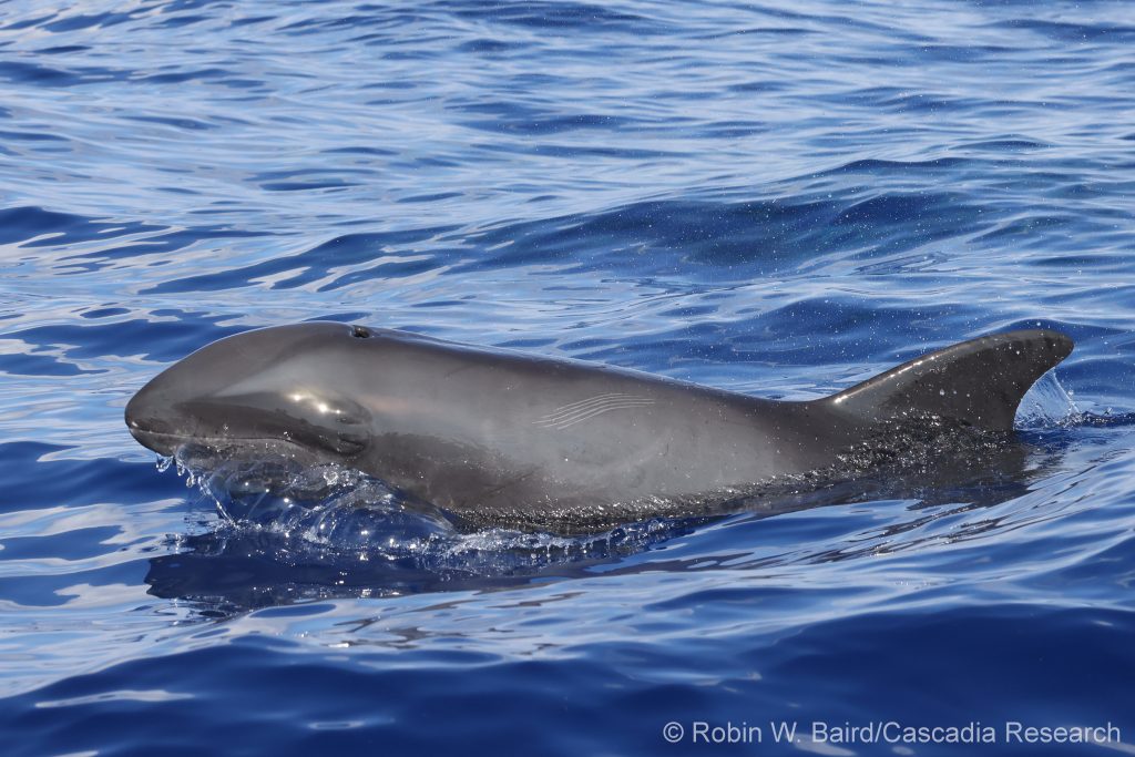 Melon-headed whale