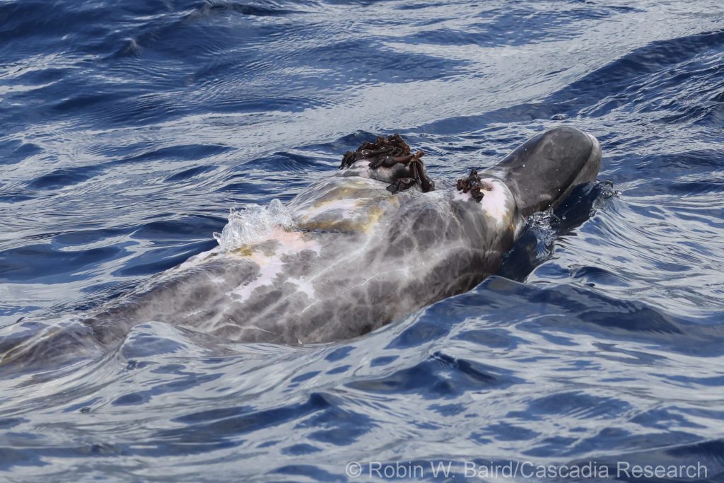 Blainville's beaked whale
