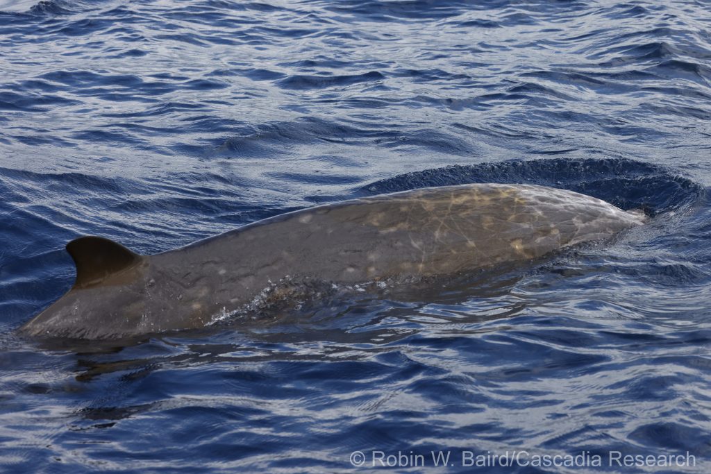 Blainville's beaked whale