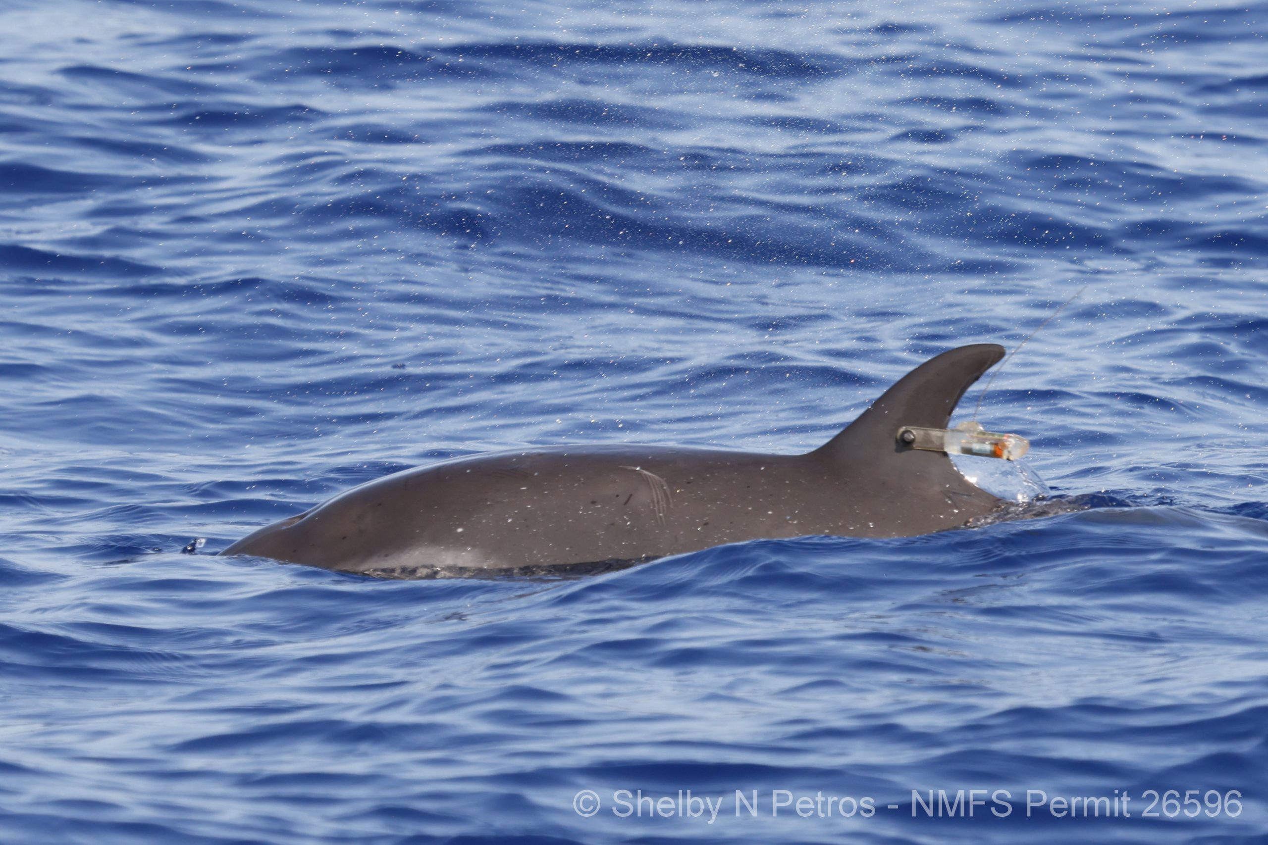 Pantropical spotted dolphin with satellite tag