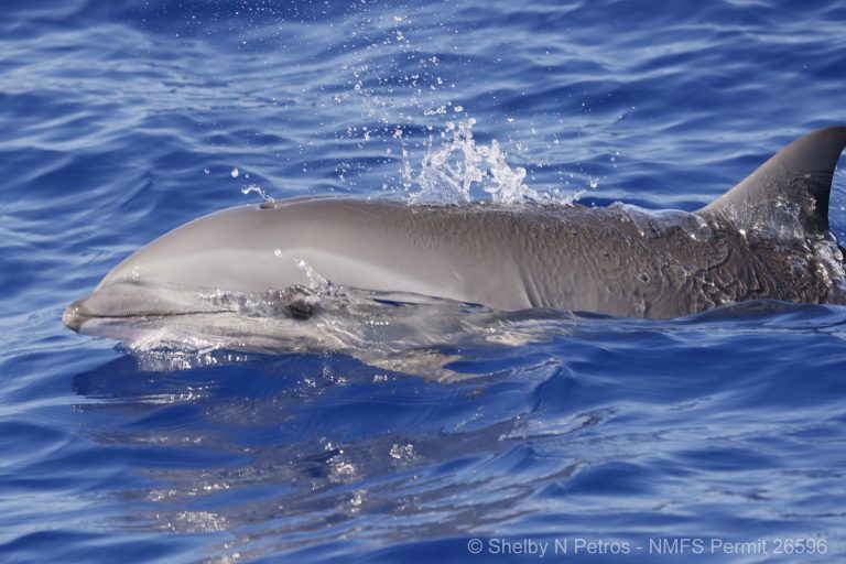 Fraser's dolphin