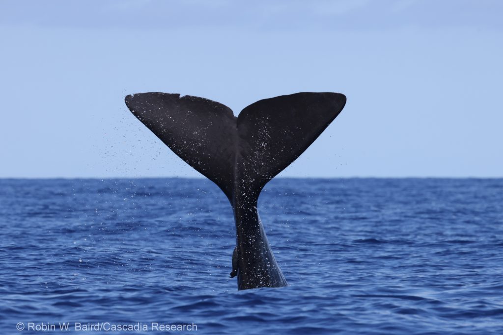 Sperm whale tail-lobbing