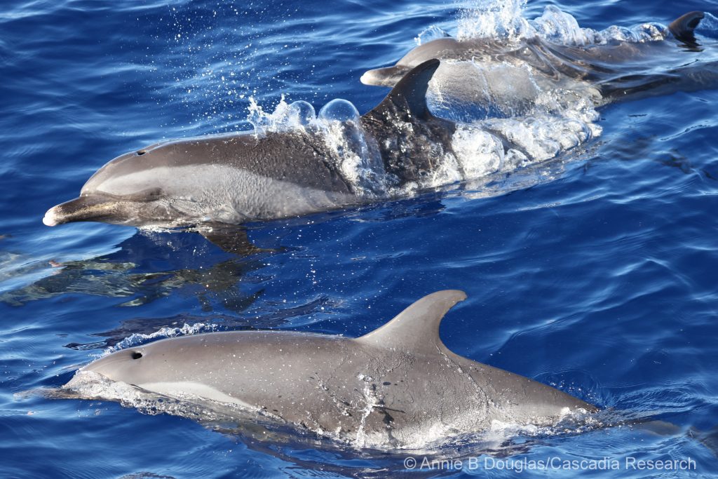 Pantropical spotted dolphins