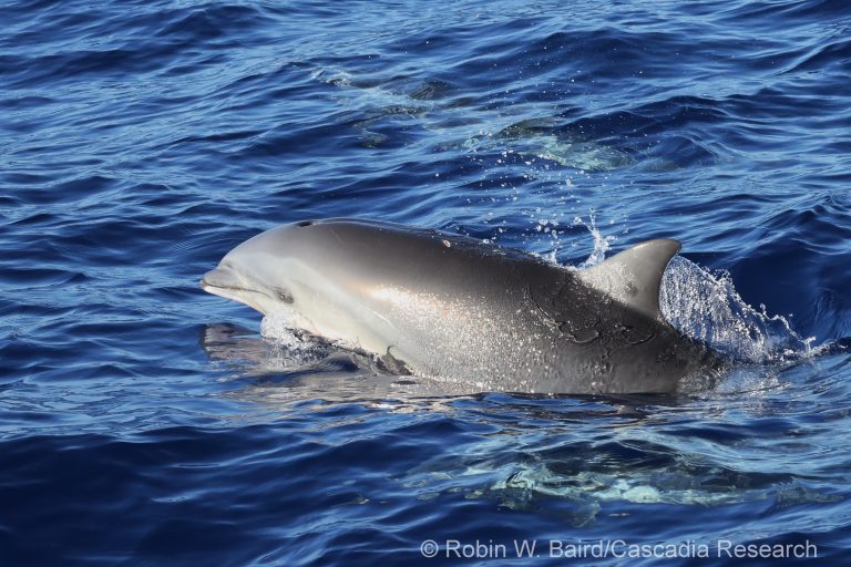 Fraser's dolphin