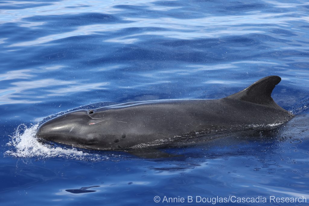 False killer whale