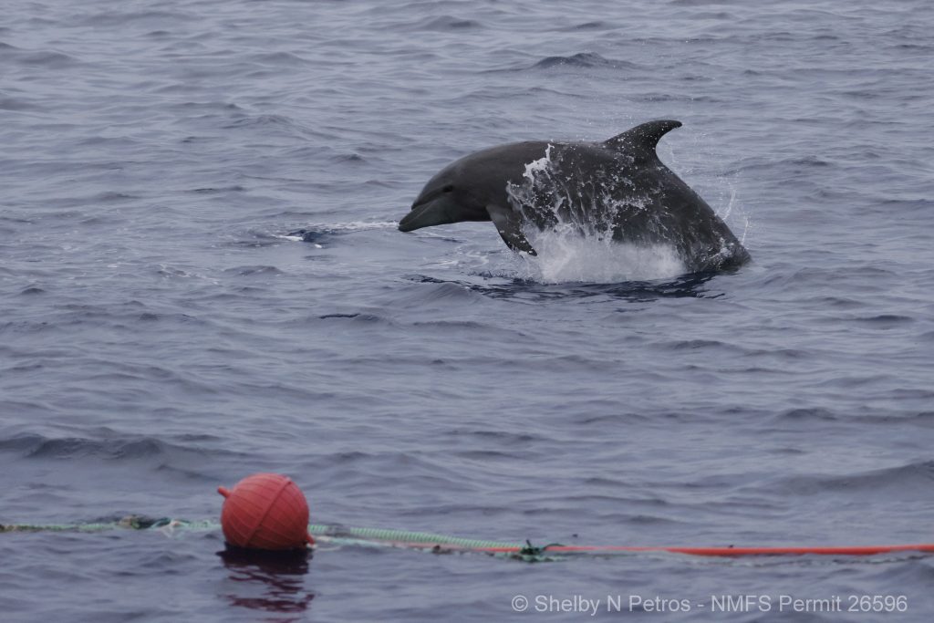 Bottlenose dolphin at Makako Bay fish farm