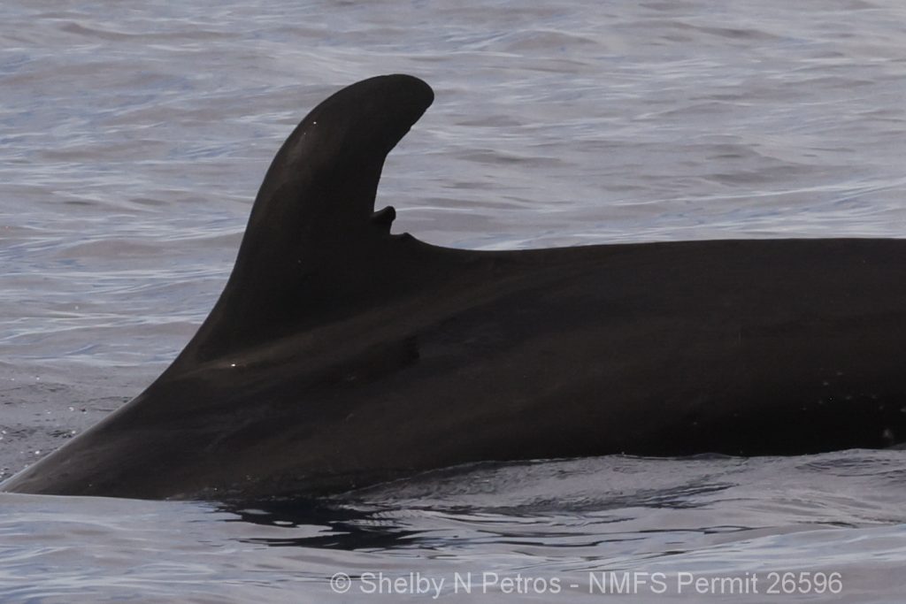 False killer whale from Cluster 2 of the endangered main Hawaiian Islands population
