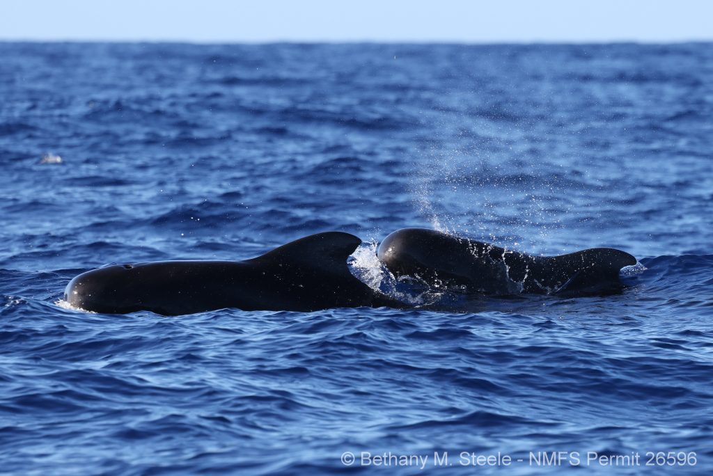 Short-finned pilot whales