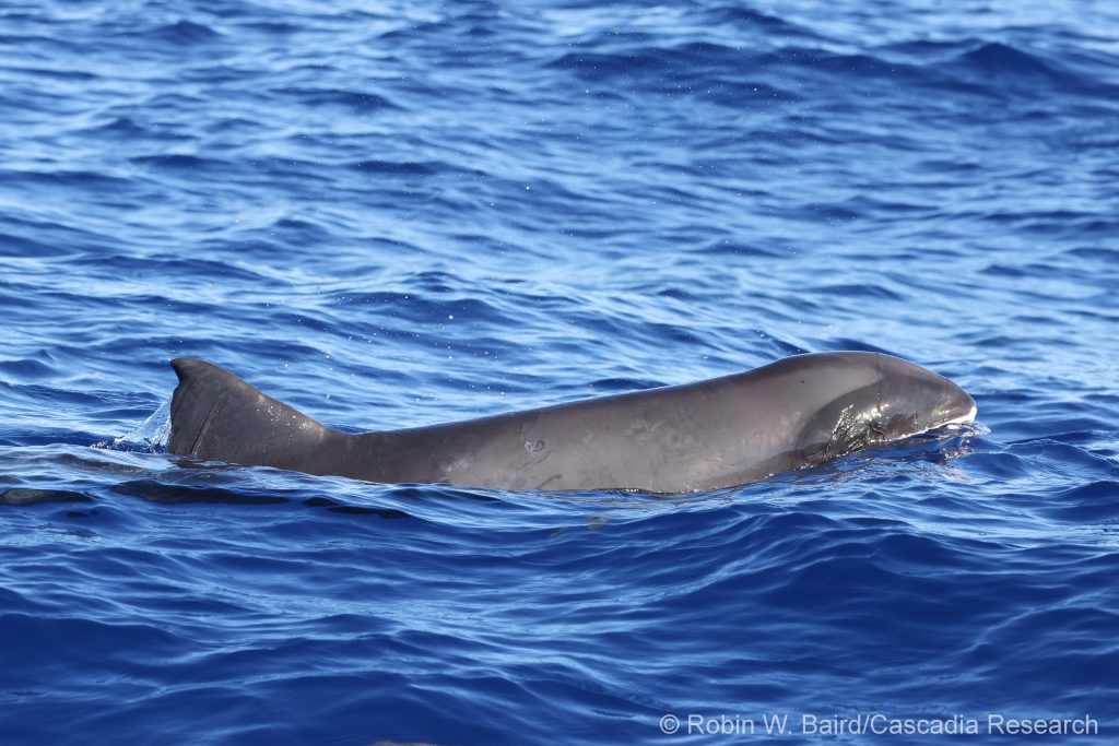 Melon-headed whale
