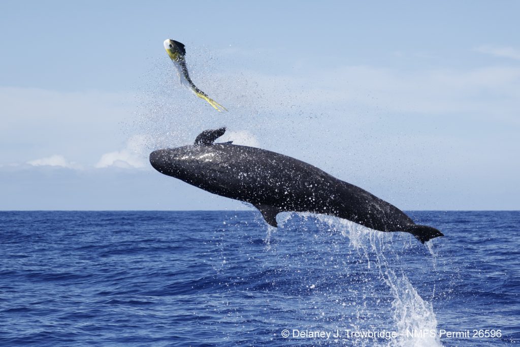 false killer whale with mahi mahi