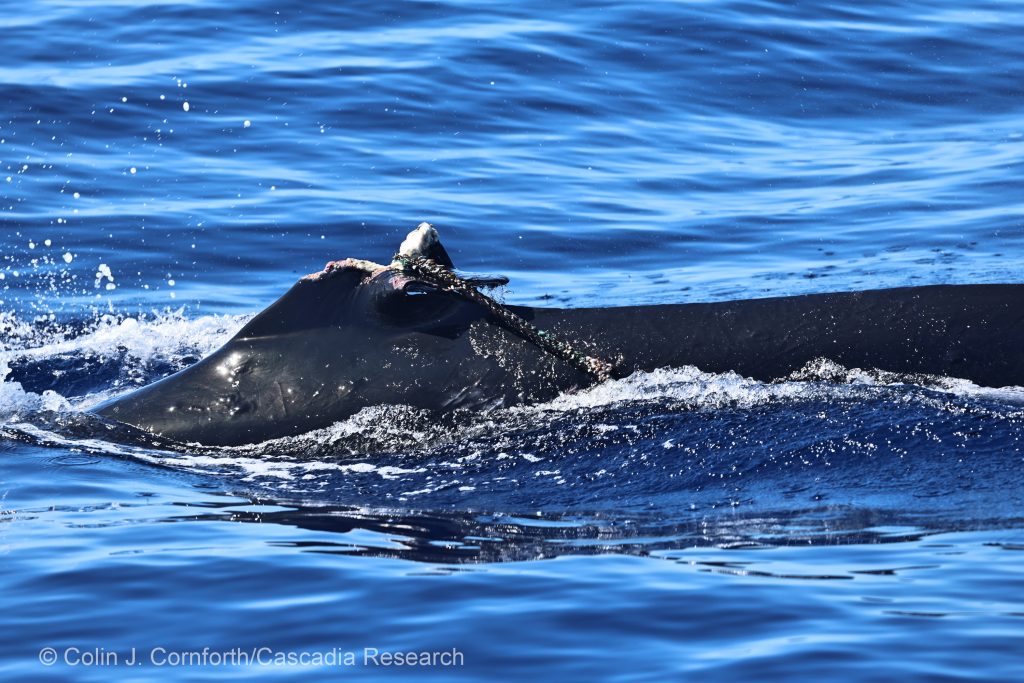 False killer whale with marine debris entanglement