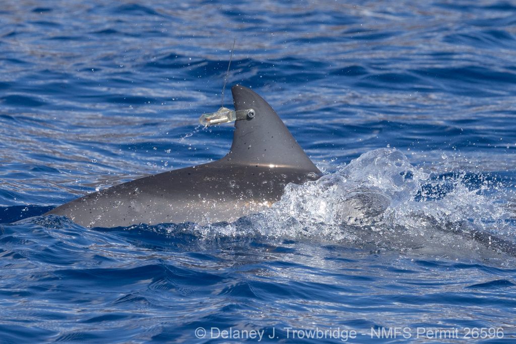 Spinner dolphin with Finmount tag