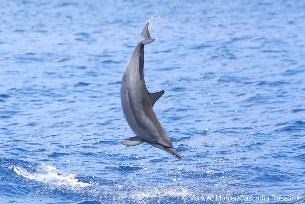 spinner dolphin