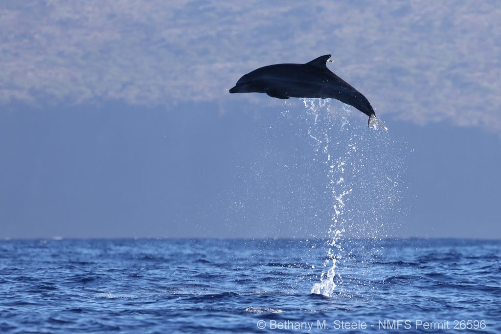Bottlenose dolphin leaping