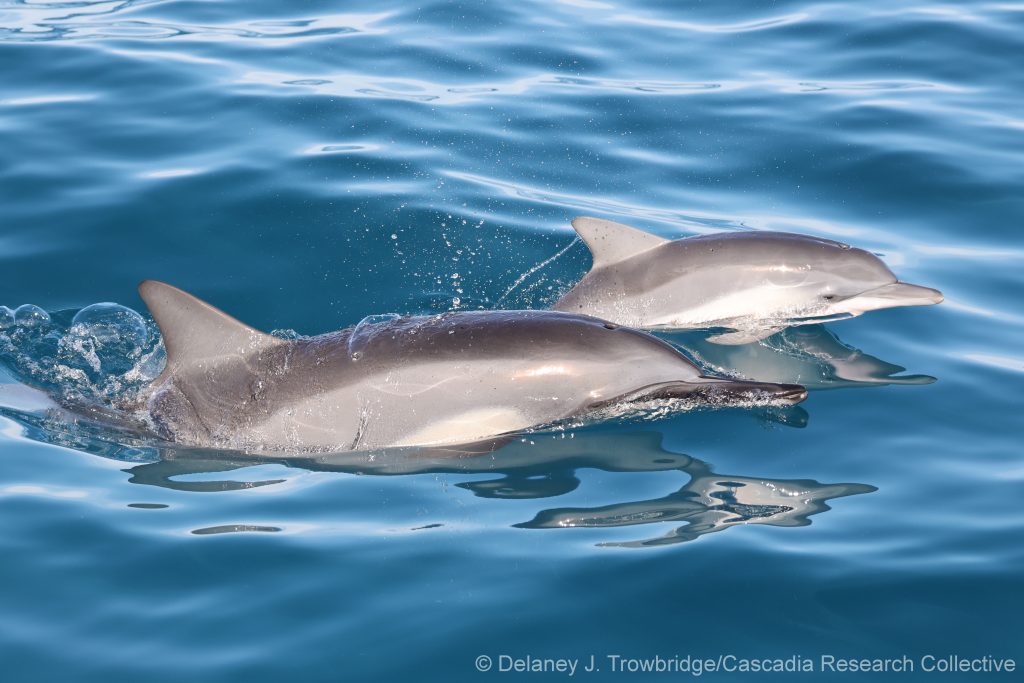 Spinner dolphin mother and calf