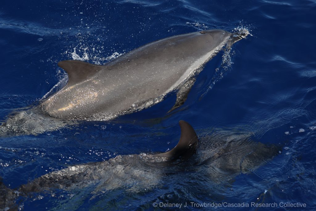 Pantropical spotted dolphins