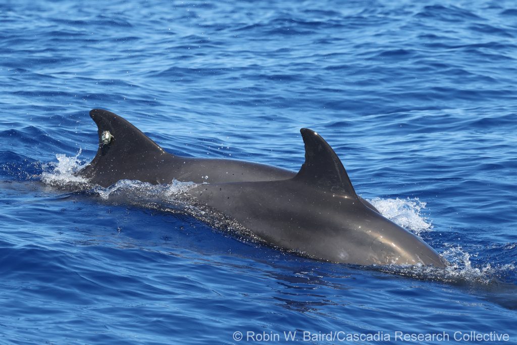Melon-headed whales