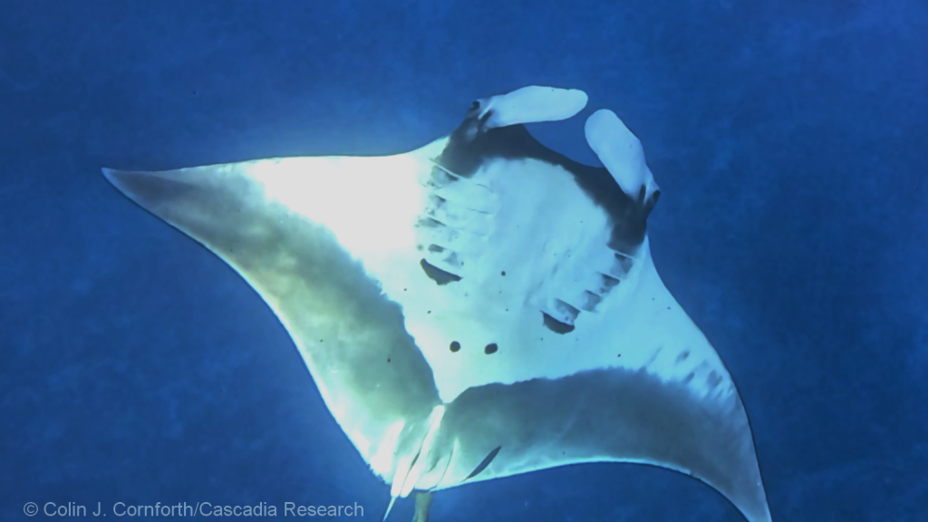 Oceanic manta