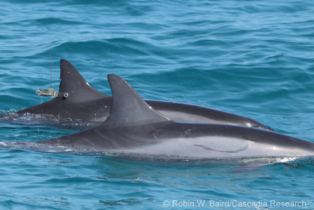 Spinner dolphins with finmount satellite tag