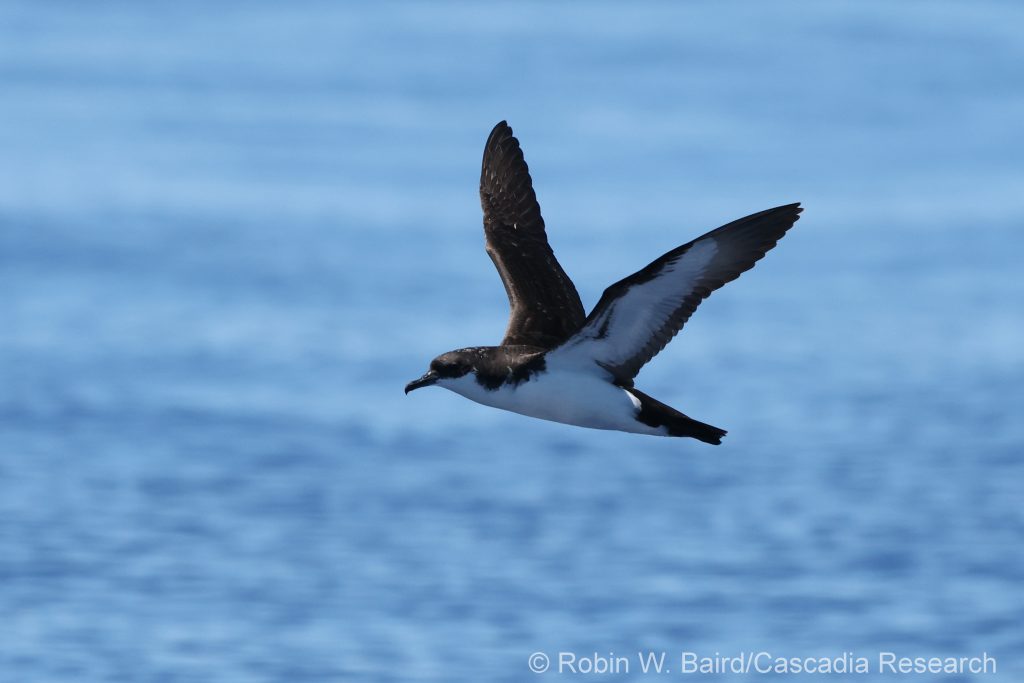 Newell's Shearwater