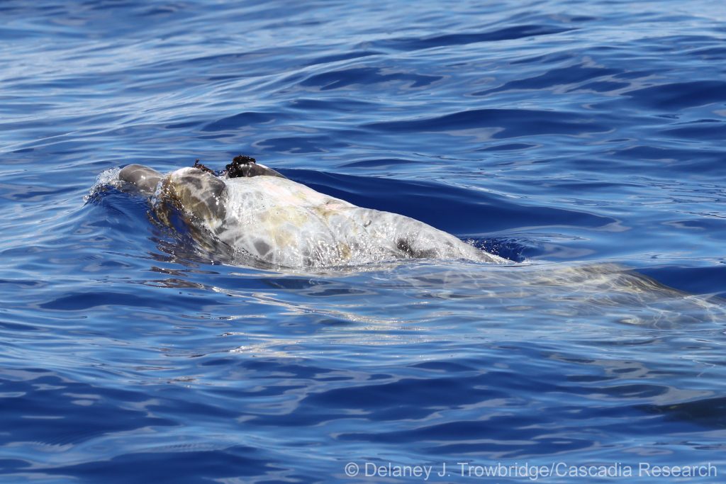 Blainville's beaked whale