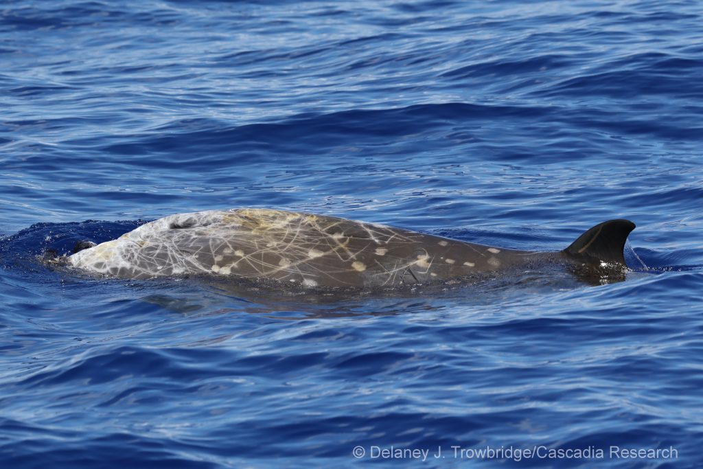 Blainville's beaked whale