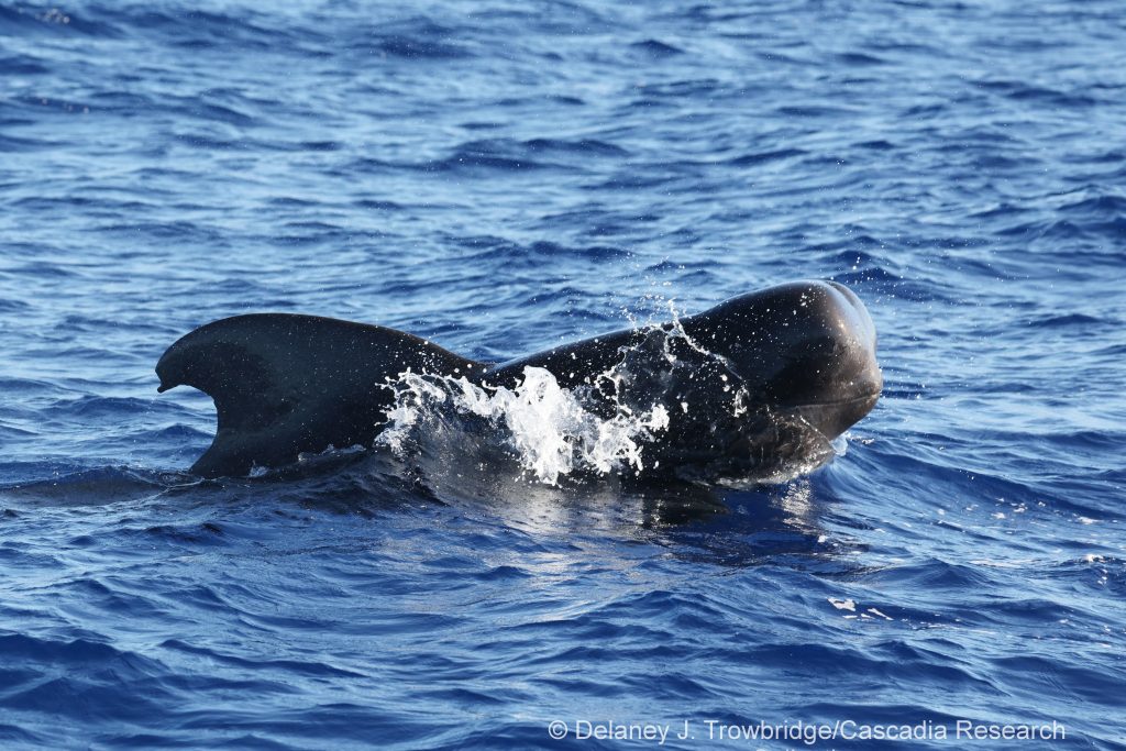 Short-finned pilot whale