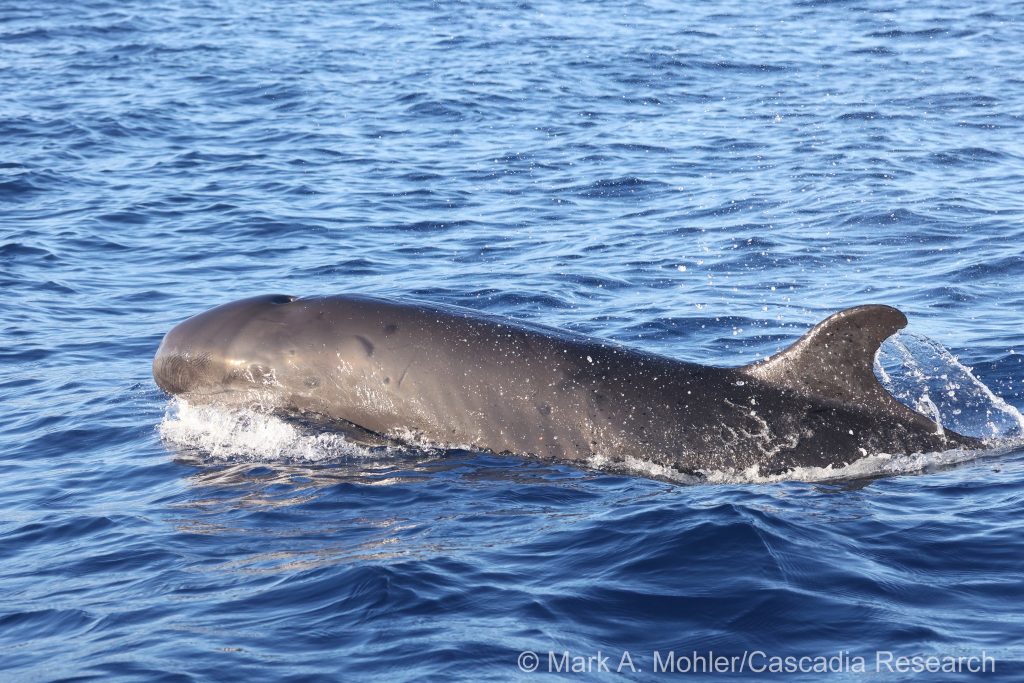 False killer whale