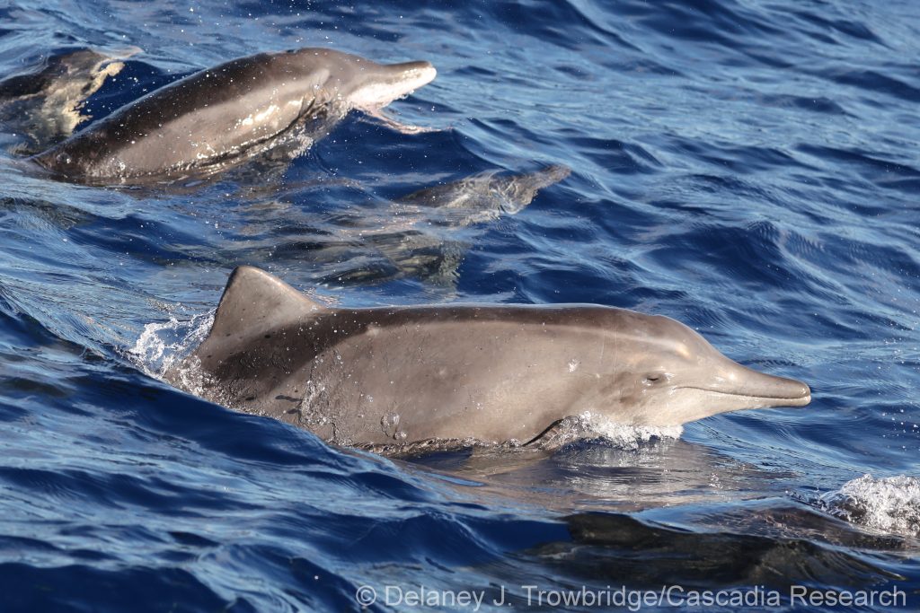 Rough-toothed dolphins