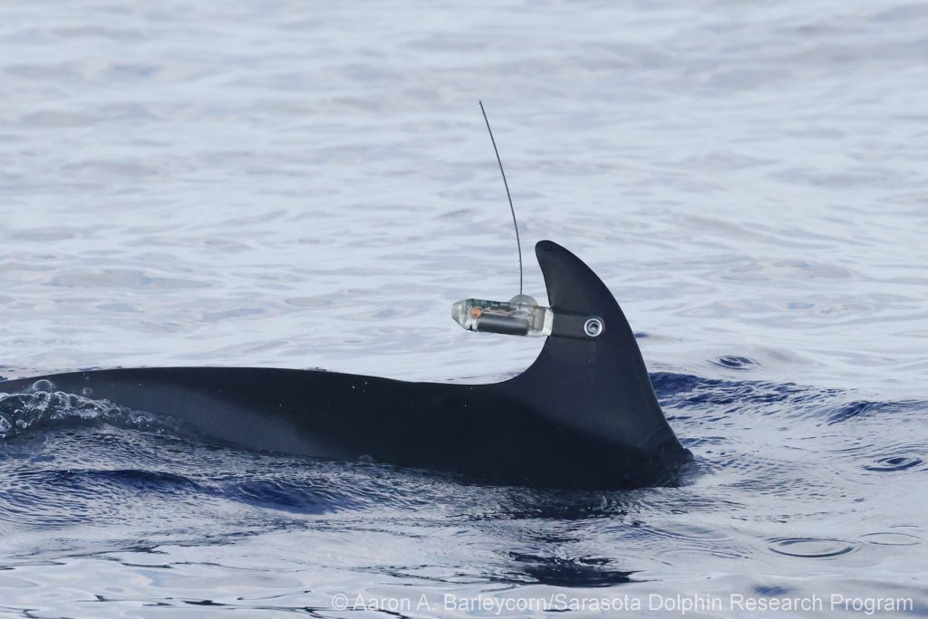 Pantropical spotted dolphin with satellite-linked tag