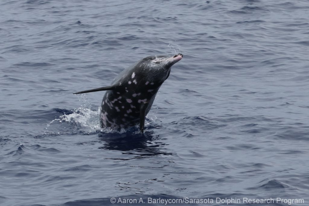 rough-toothed dolphin leaping