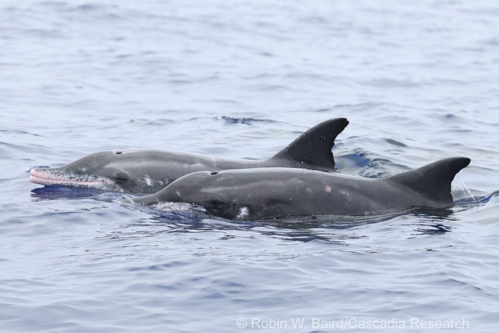 Rough-toothed dolphins