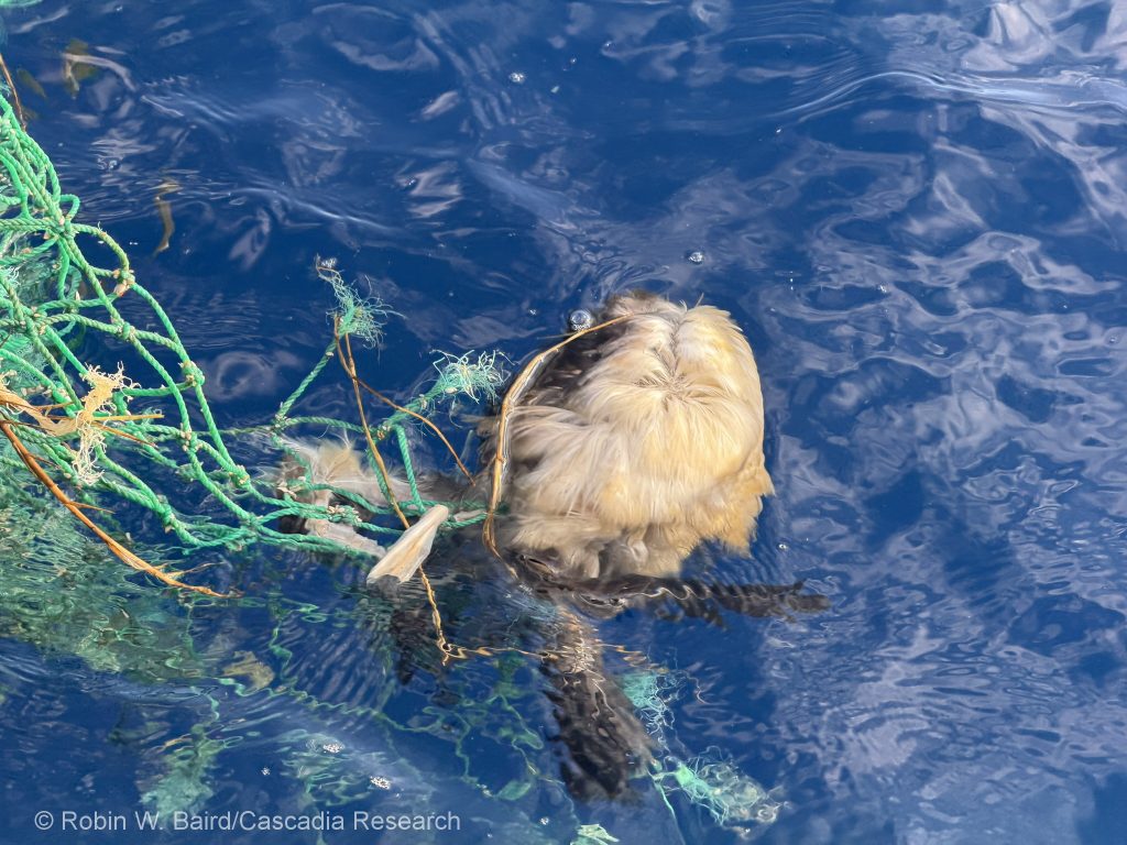 Marine debris with entangled seabird