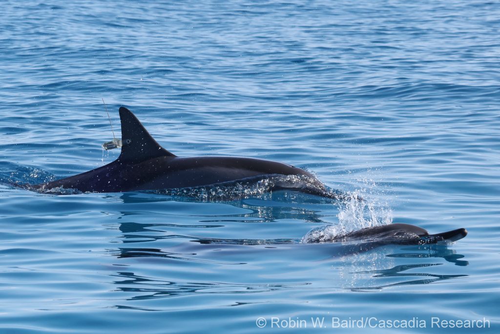 Spinner dolphin with satellite-linked tag